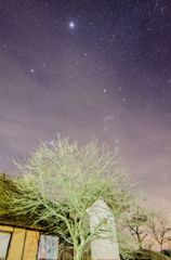 夜の桜　その2