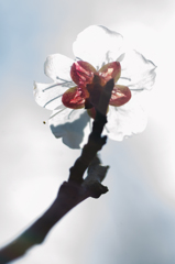 梅　その2