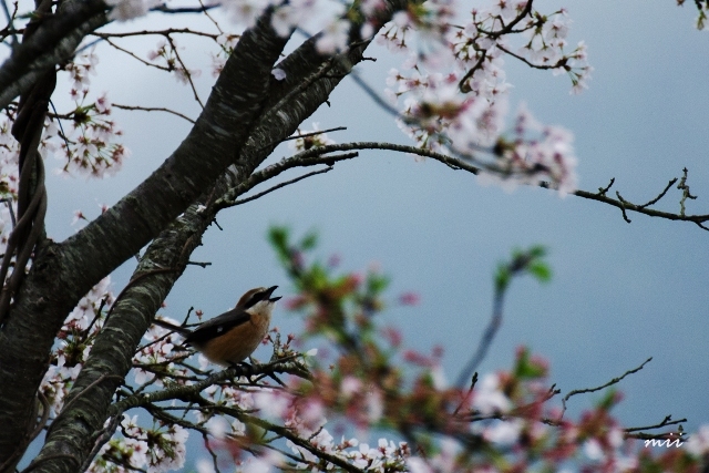 鳴く