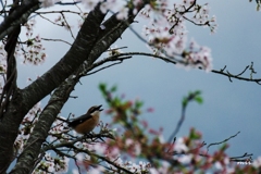 鳴く