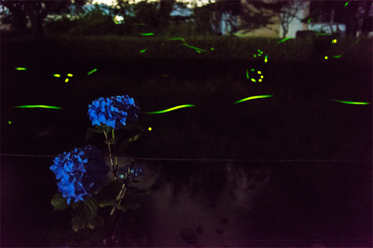 紫陽花とホタル