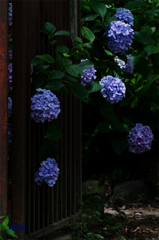 紫陽花　その2