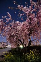 夜の桜