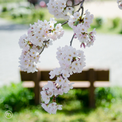 桜。その2