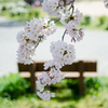 桜。その2
