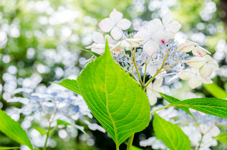 紫陽花。下から