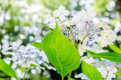 紫陽花。下から