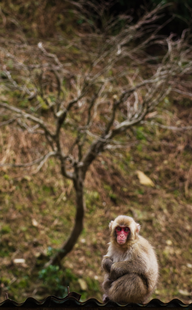 さる　その2