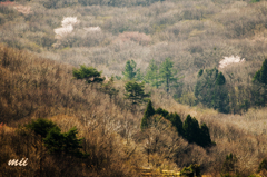 山桜