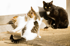猫　その1