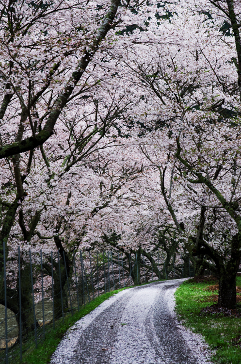 桜並木