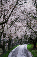 桜並木