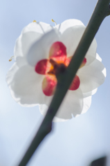 梅　その1