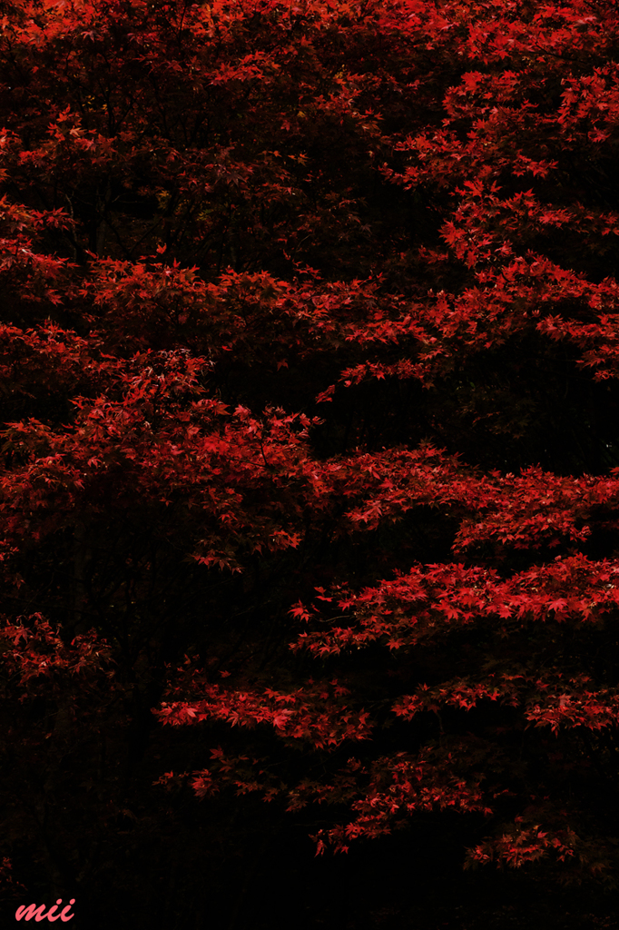 紅葉　その6