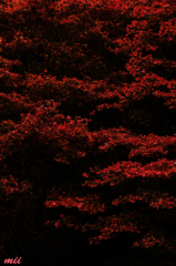 紅葉　その6