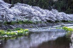 川沿いの桜