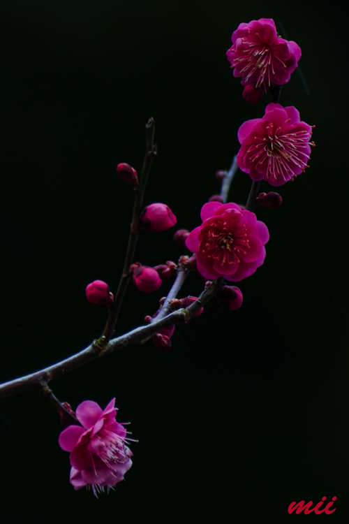 梅