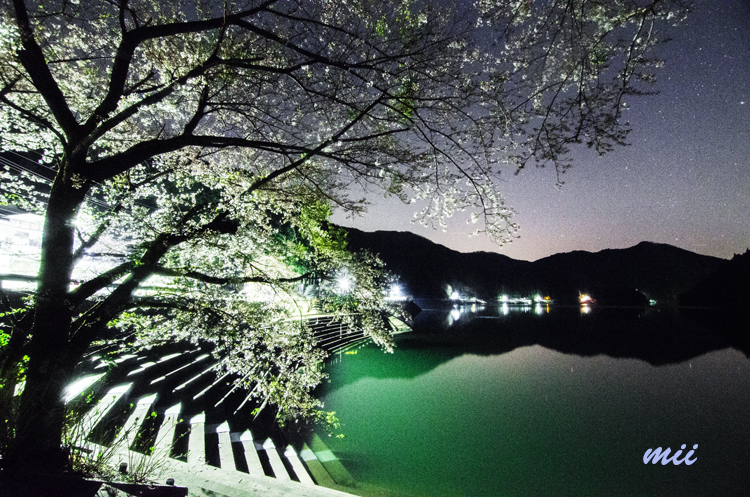 夜桜