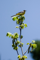 野鳥　その2