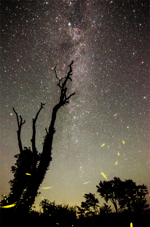 星空と姫蛍
