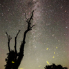 星空と姫蛍