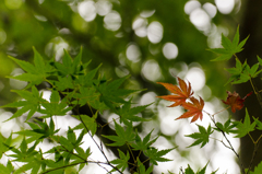 もうすぐ紅葉