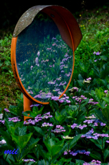 紫陽花　その5