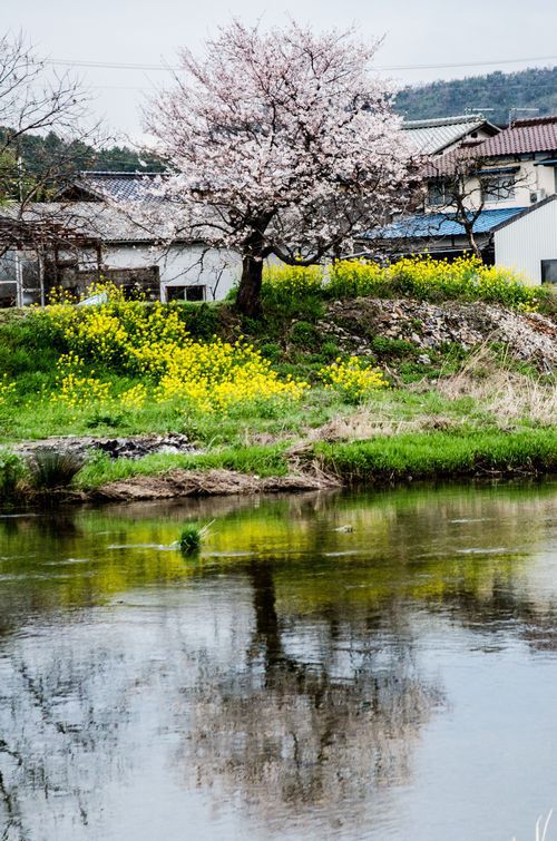 水面に桜