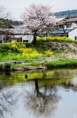 水面に桜