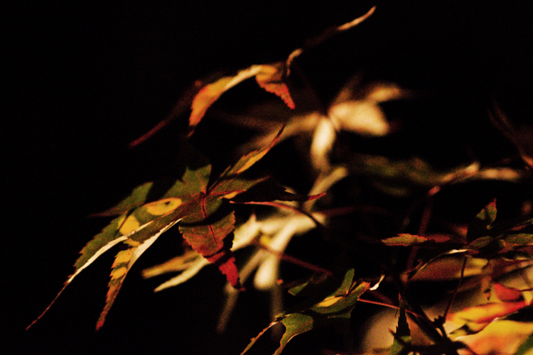紅葉　ライトアップ　その3