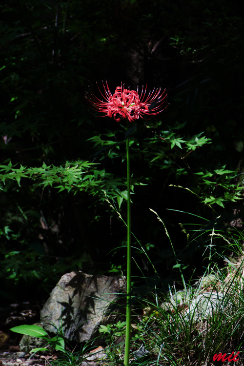 彼岸花