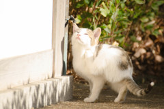 猫　その2