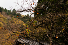 柿の木　その2