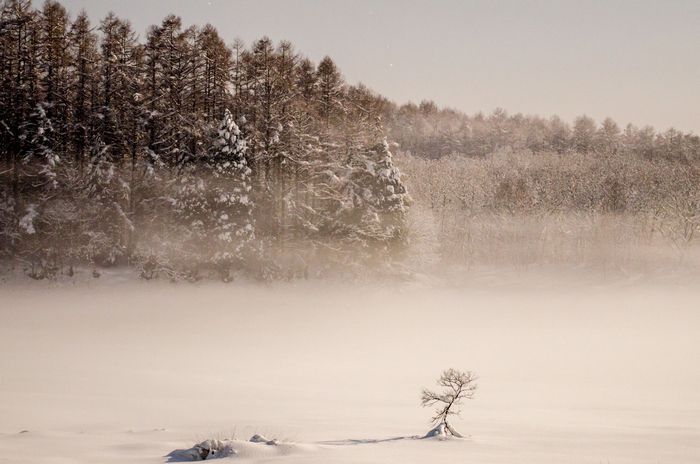 雪原　その2