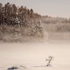 雪原　その2