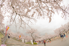 桜と姫路城　その2