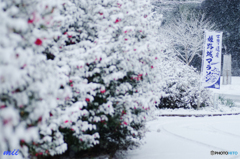 雪降り