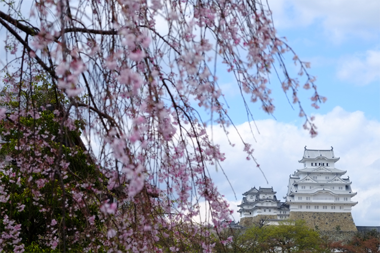 姫路城と桜