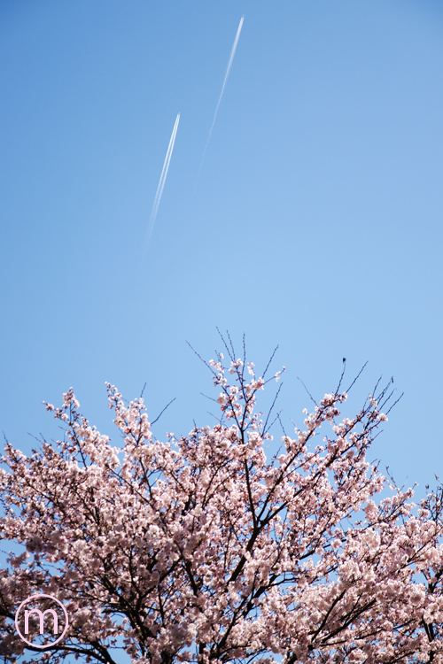 青空の桜