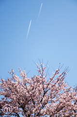 青空の桜