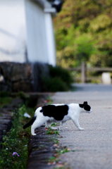 ねこ