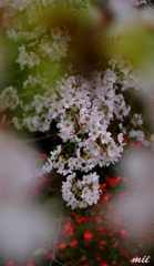 桜　その2