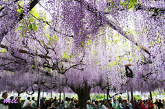 住雲寺　藤　その1
