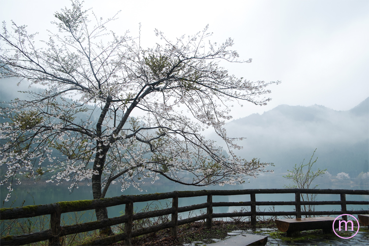霧中の桜