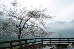霧中の桜