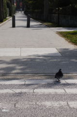 横断歩道を渡るハト