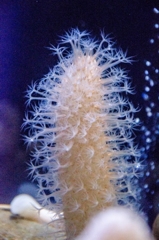 姫路市立水族館　なんだっけ？クラゲの所に居ましたよｗ