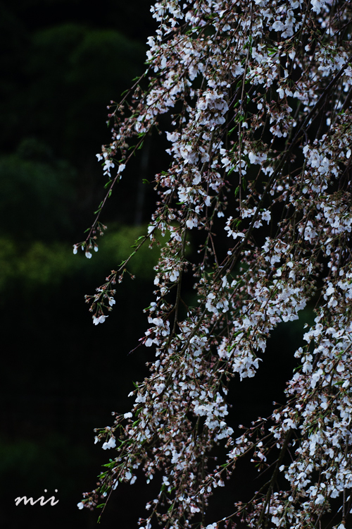 播磨一本堂 大糸桜　その4