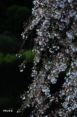 播磨一本堂 大糸桜　その4