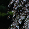 播磨一本堂 大糸桜　その4